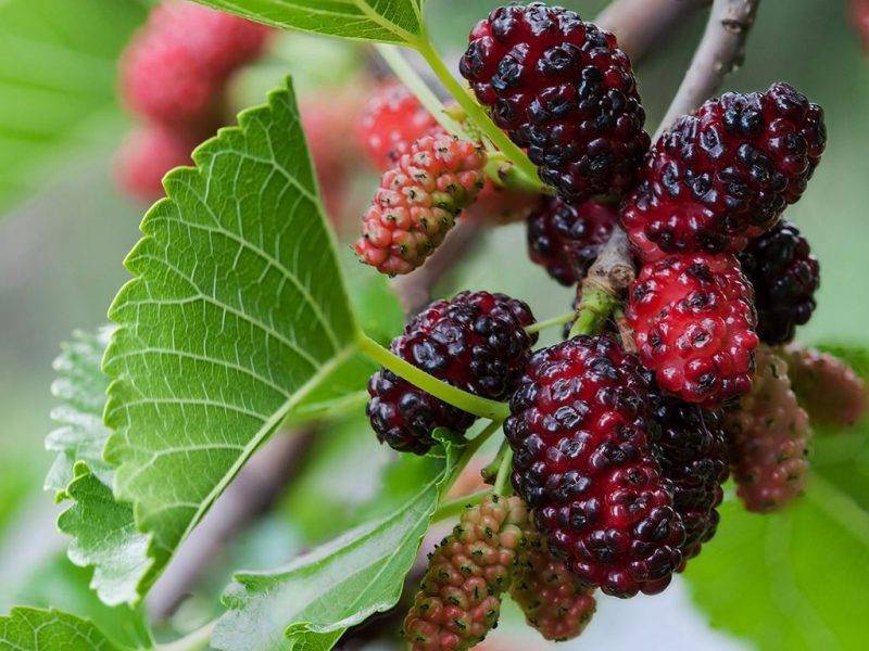Шелковица купить саженцы из питомнике в Осинниках