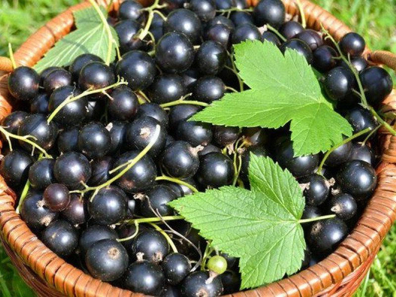Смородина купить саженцы из питомника в Осинниках