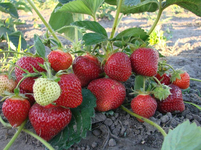 Клубника купить саженцы из питомника в Осинниках