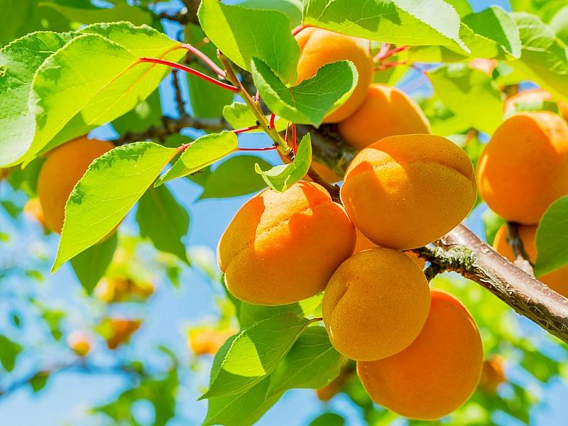 Абрикос купить саженцы из питомнике в Осинниках