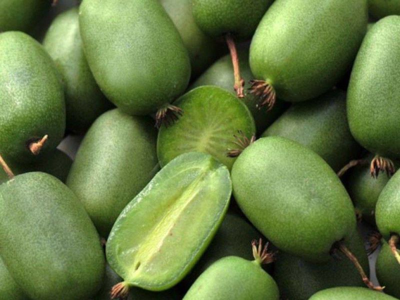Актинидия купить саженцы из питомнике в Осинниках