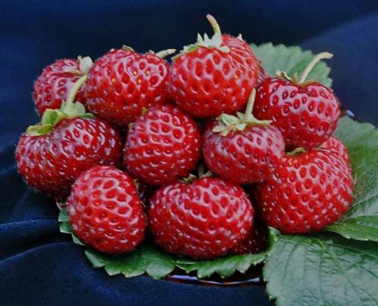 Клубника "МИЦЕ ШИНДЛЕР" (7шт.)