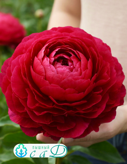 Пион "КЭРОЛ"